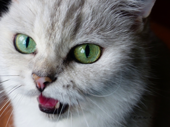 Yanis speaking to me